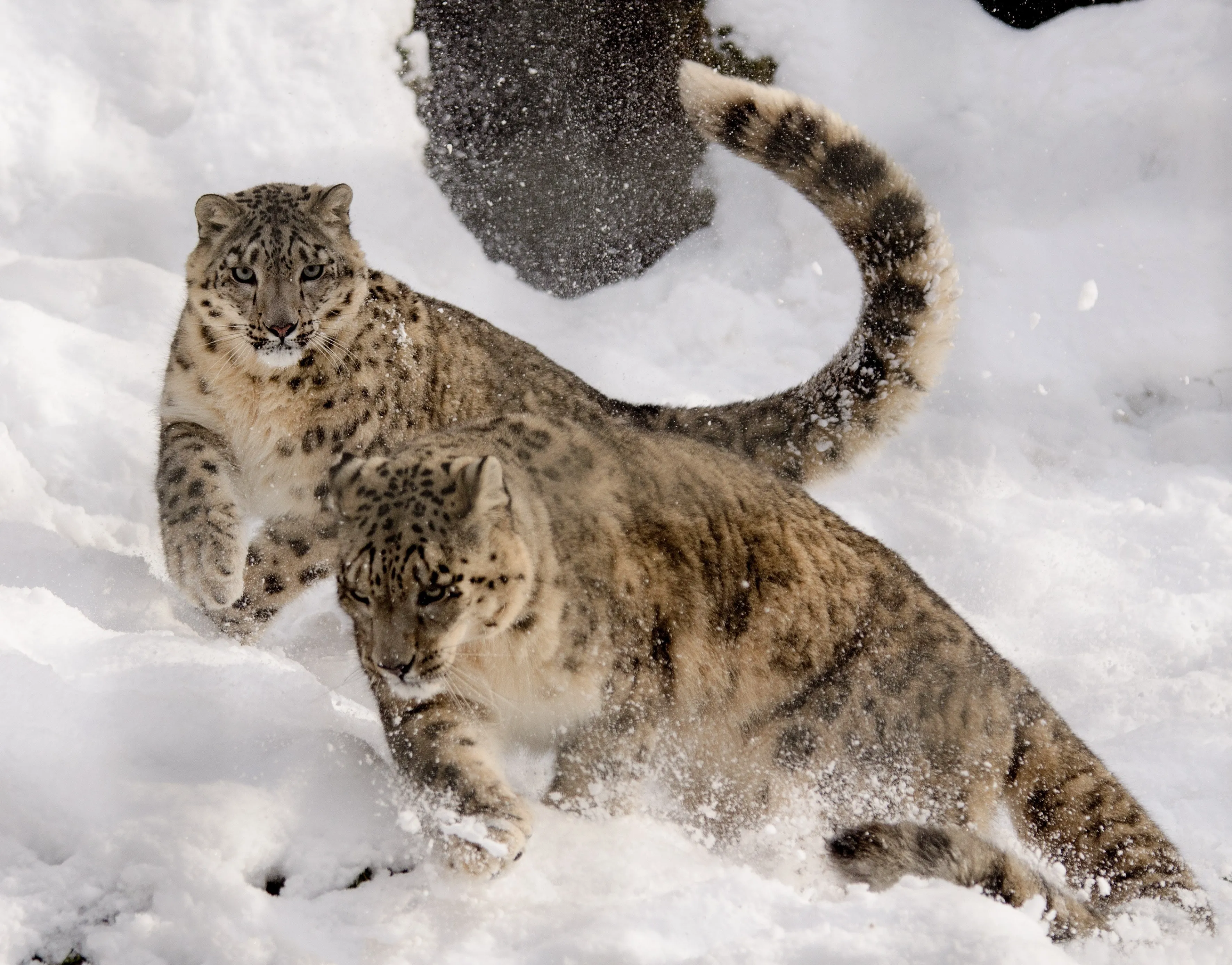 2頭のユキヒョウが雪の中で戯れている