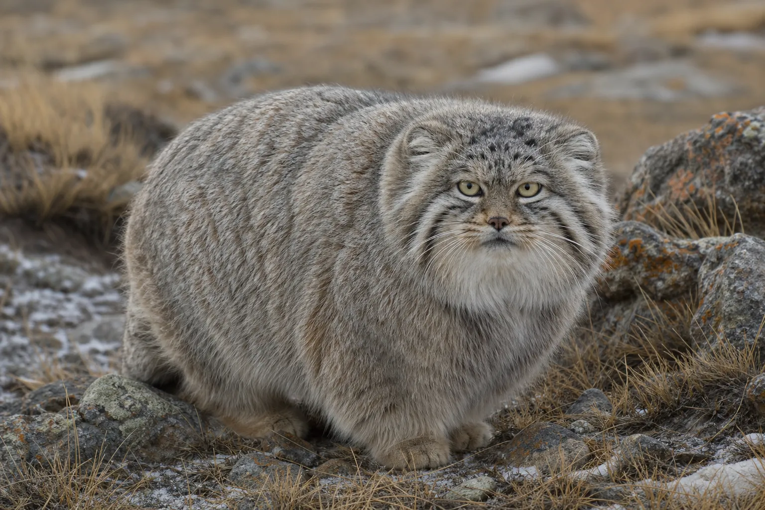 兔猻.webp