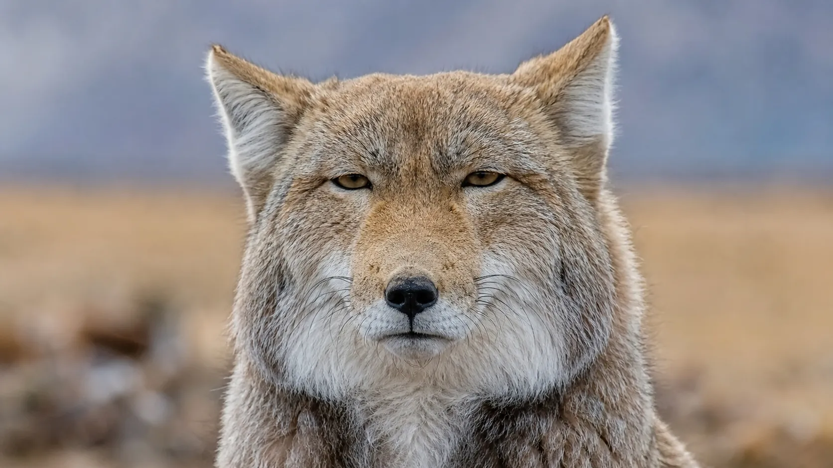 a Tibetan fox highlighting its square face.webp