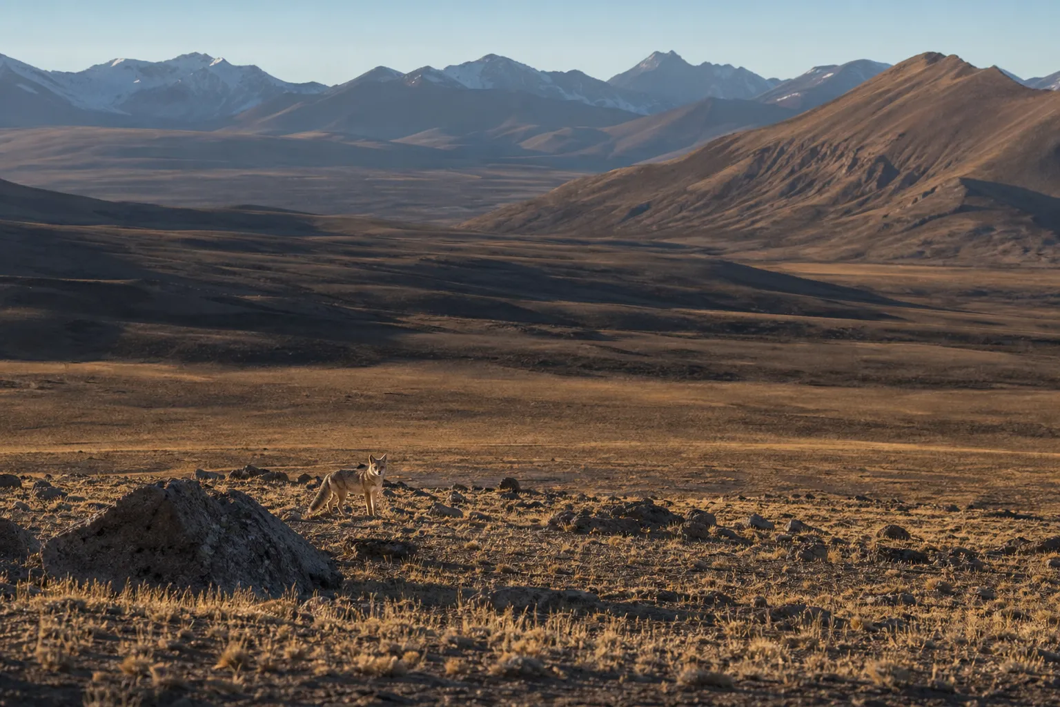 Tibetan fox in its high-altitude plateau habitat..webp
