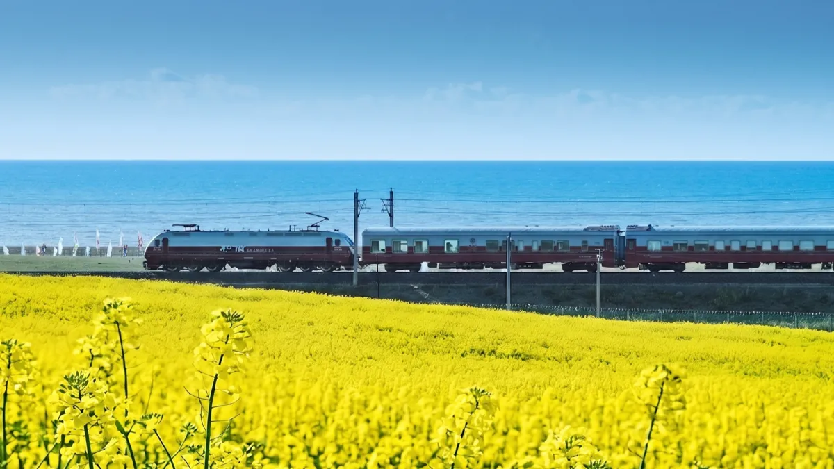 青海湖のほとりに広がる一面の菜の花畑と、青い湖と空を背景に走る観光列車