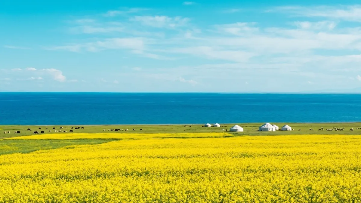 青海湖畔に広がる菜の花畑と、チベット族の遊牧風景.webp